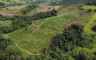 Kaffeeplantage auf der Fazenda Pinheirense, Brasilien.